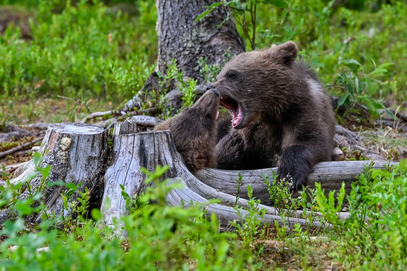 Martinselkonen Wilds Centre