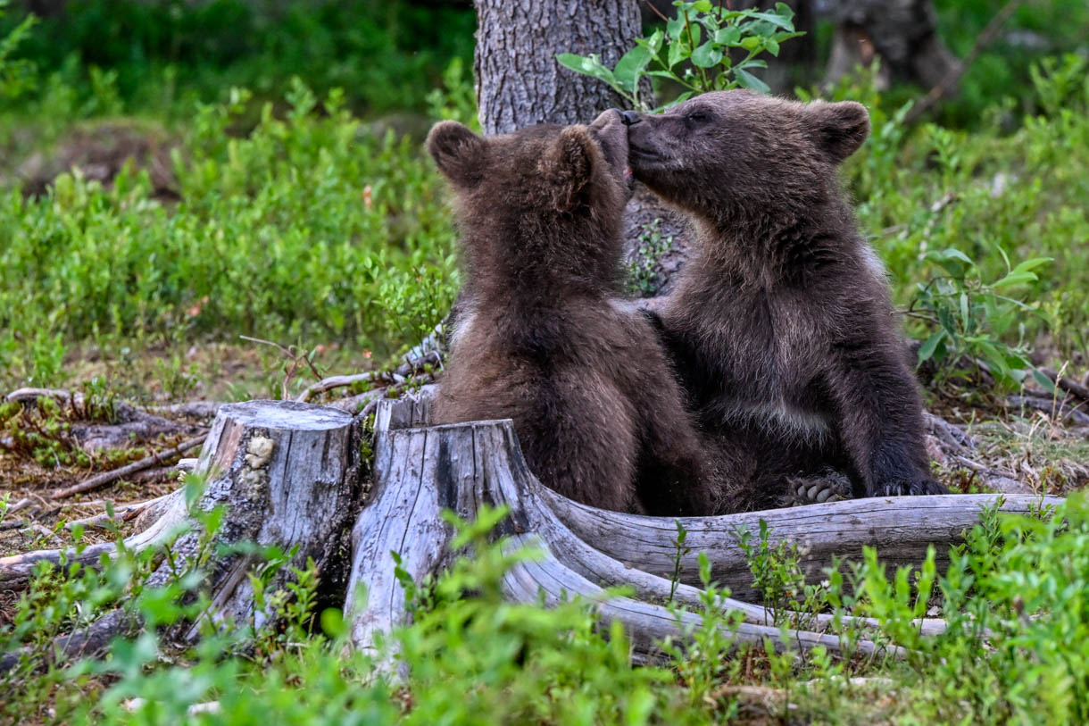 Martinselkonen Wilds Centre