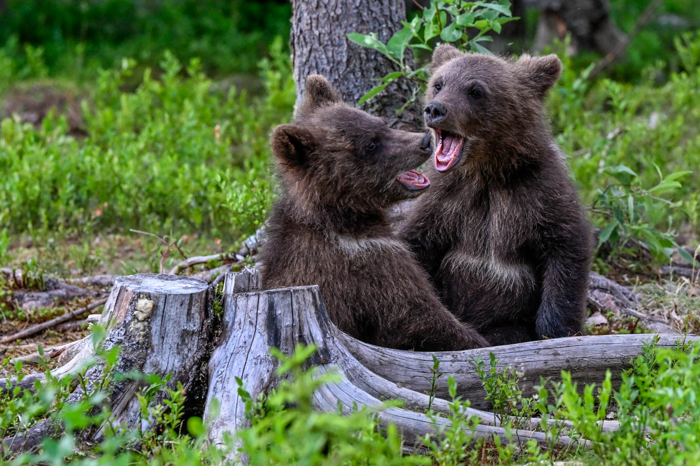 Martinselkonen Wilds Centre