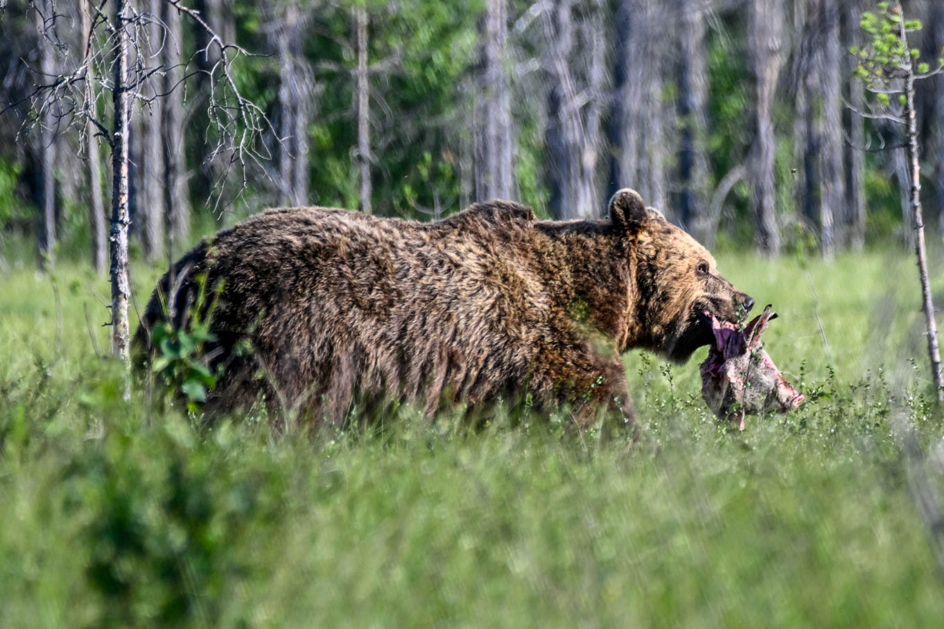 Wildlife Safaris Finland