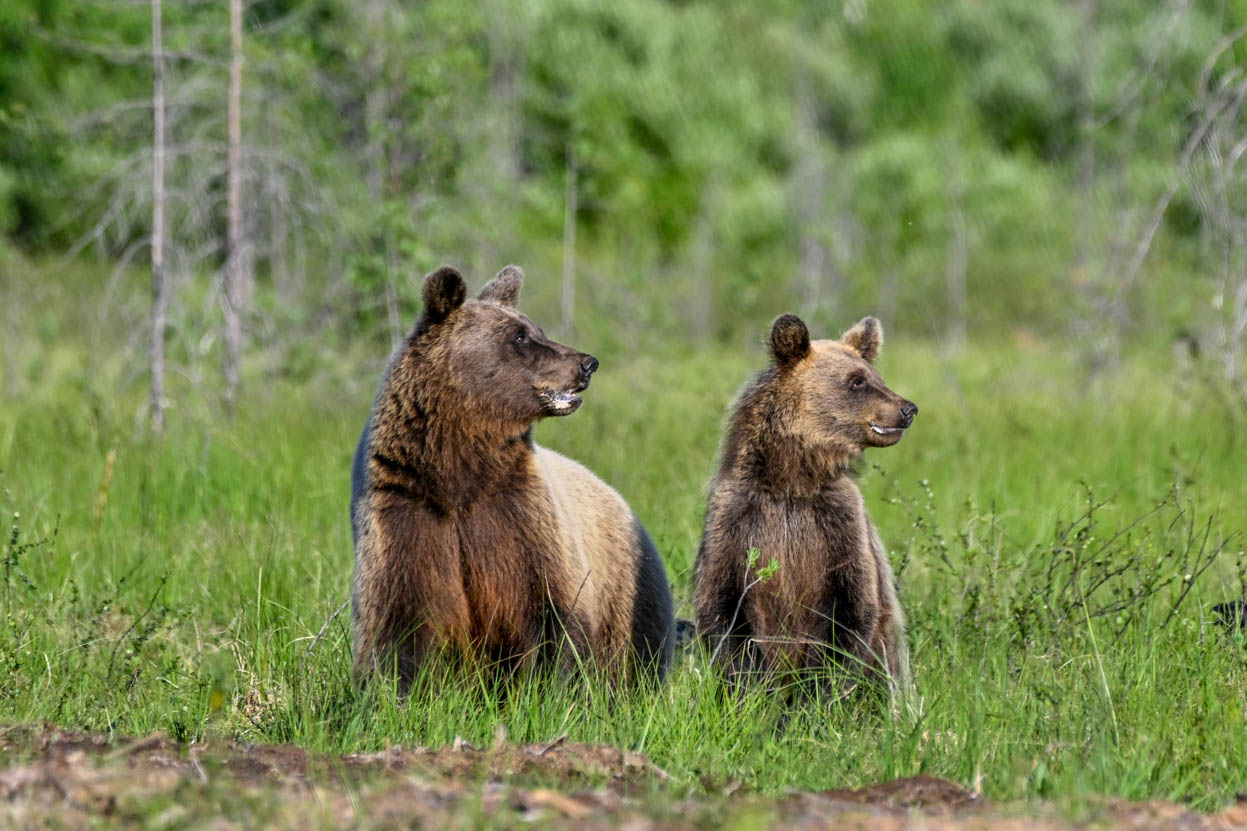 Wildlife Safaris Finland