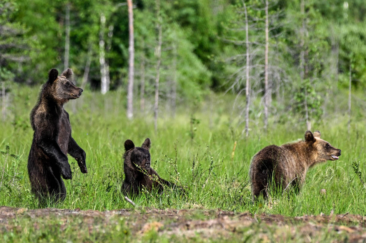 Wildlife Safaris Finland