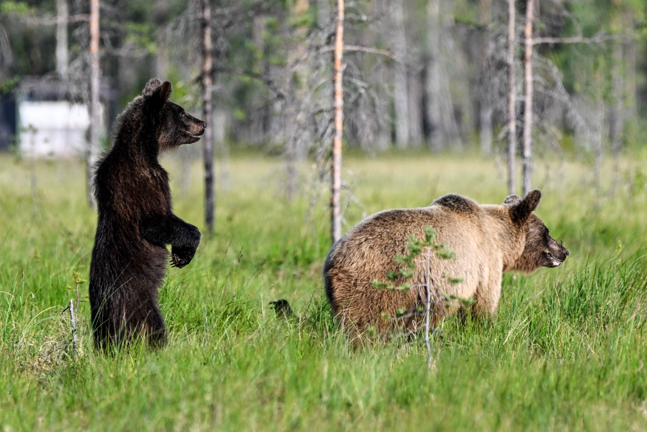 Wildlife Safaris Finland