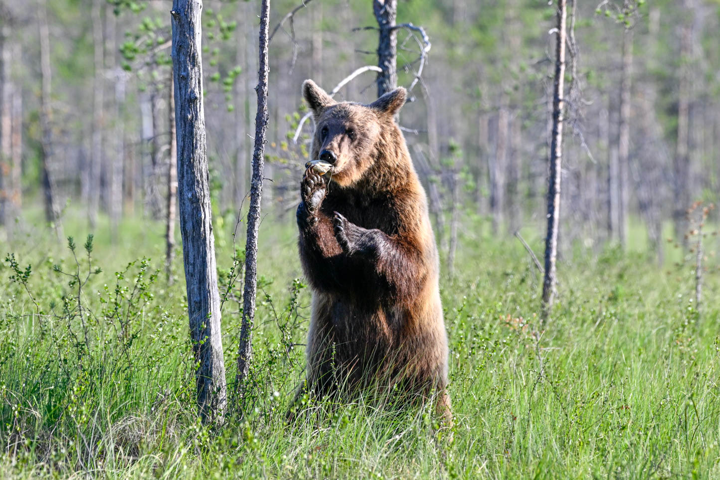 Wildlife Safaris Finland
