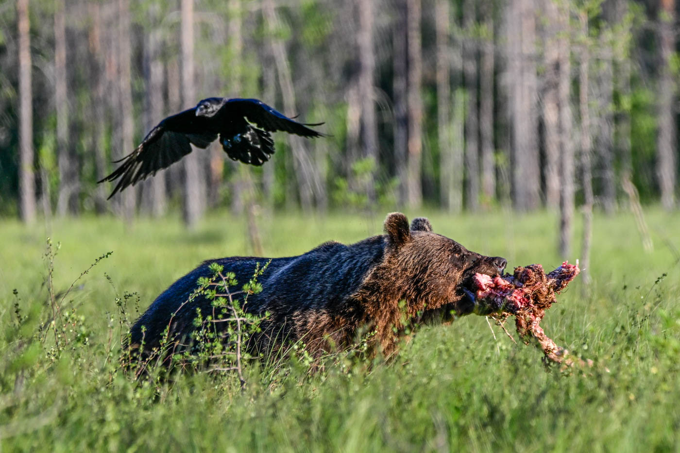 Wildlife Safaris Finland