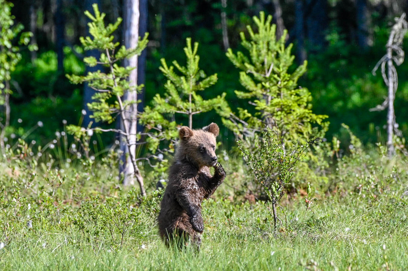 Martinselkonen Wilds Centre