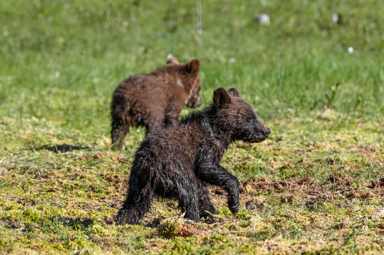Martinselkonen Wilds Centre