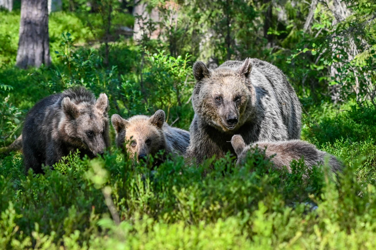 Martinselkonen Wilds Centre
