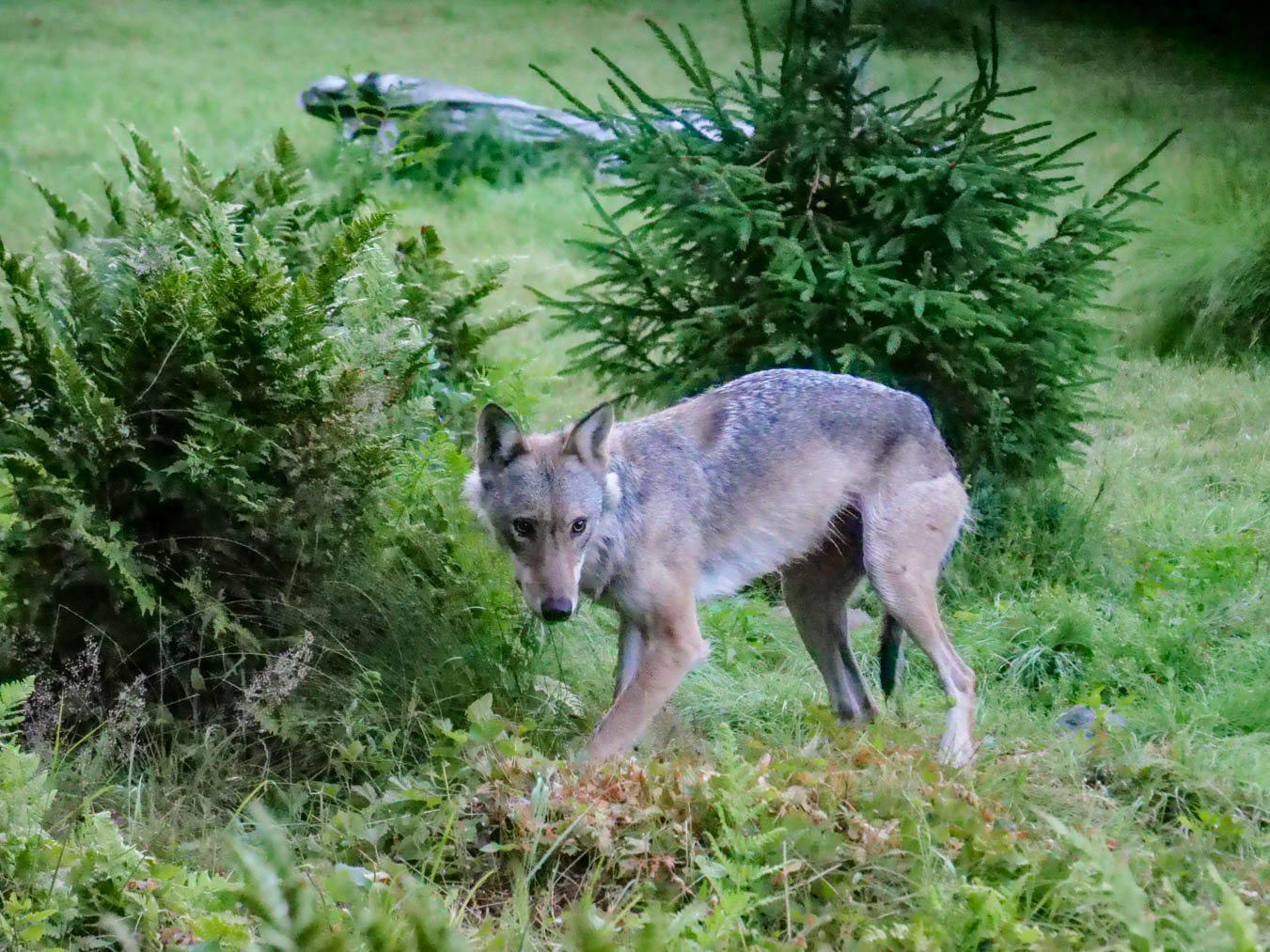 EräEero Wildlife Observation