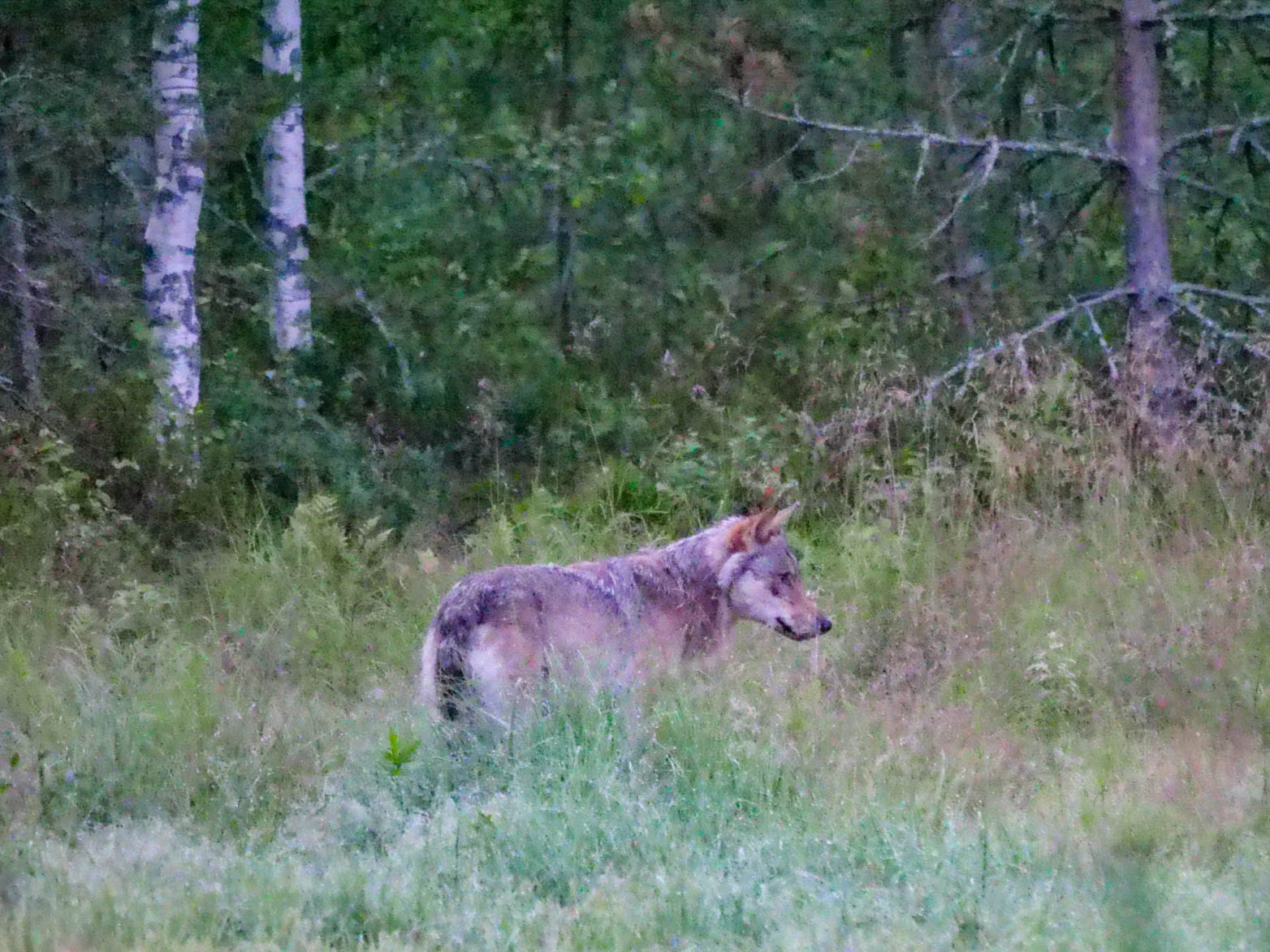 EräEero Wildlife Observation