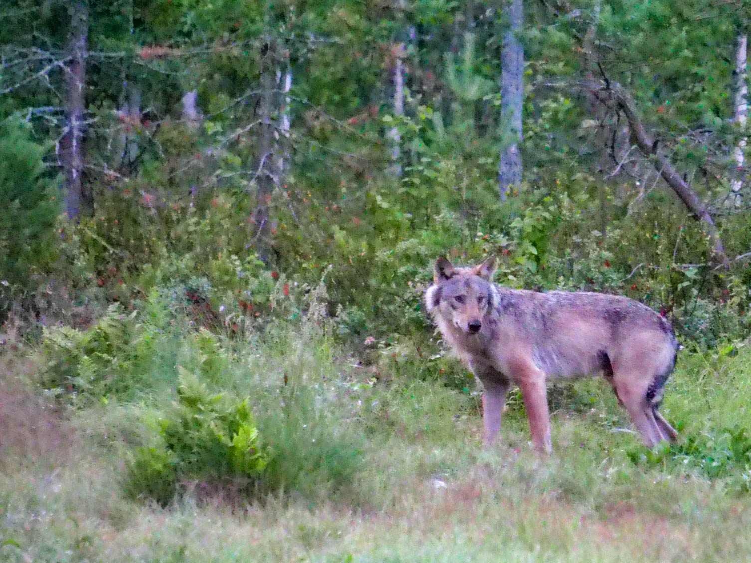 EräEero Wildlife Observation