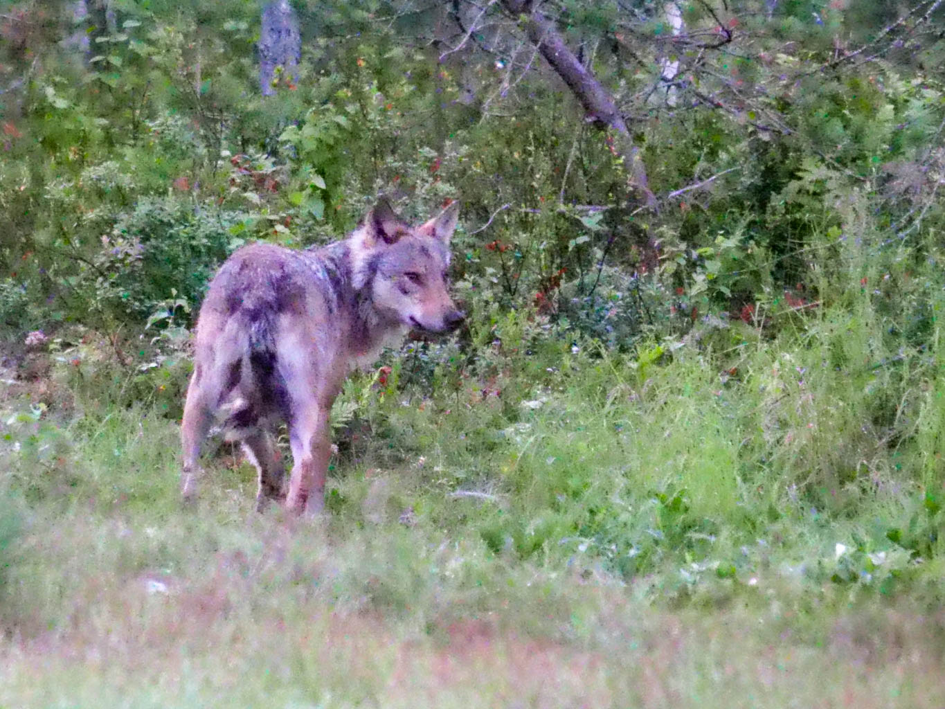 EräEero Wildlife Observation