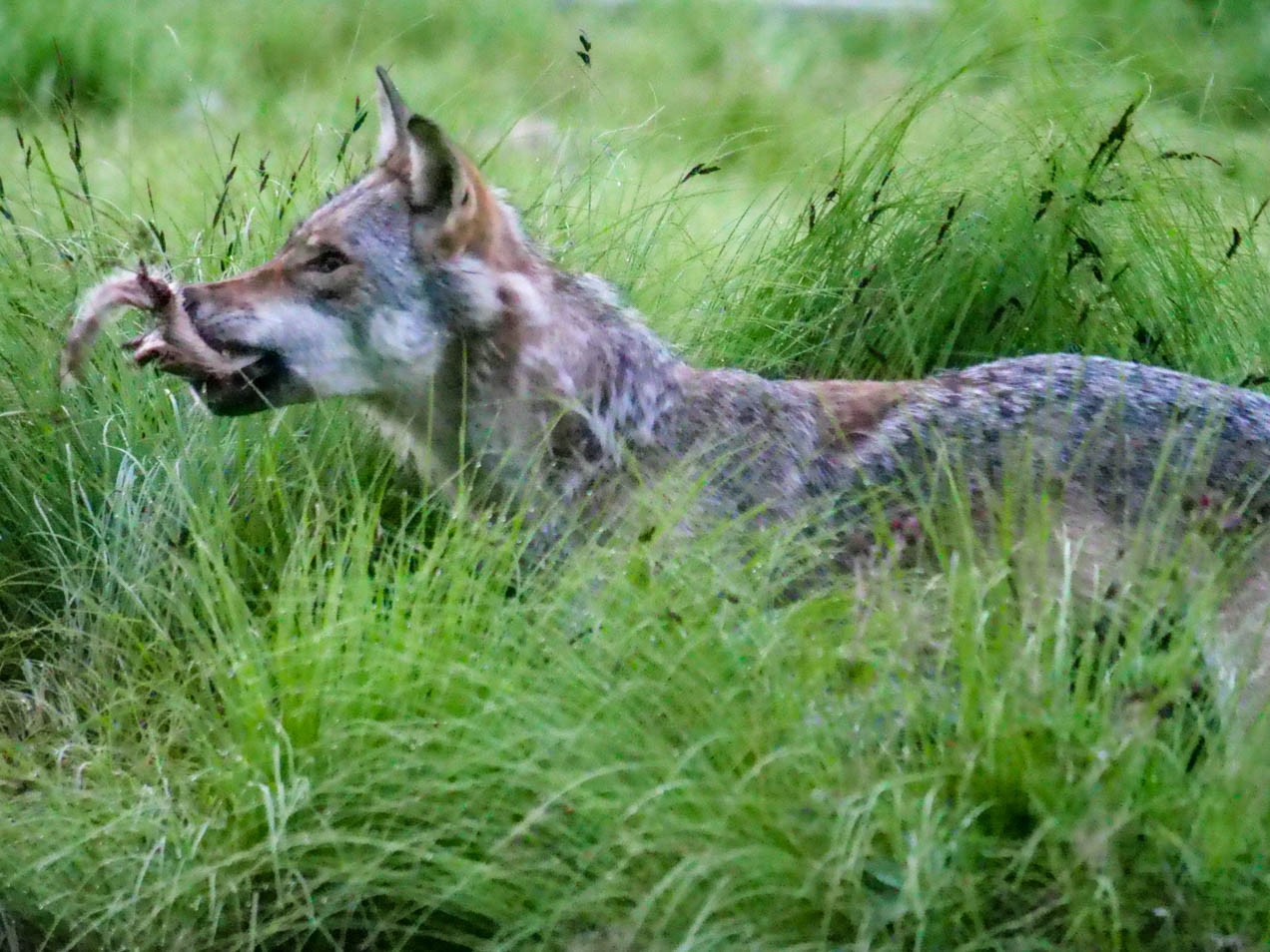 EräEero Wildlife Observation