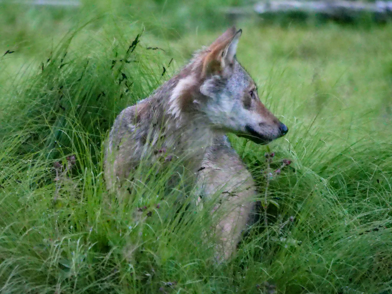 EräEero Wildlife Observation