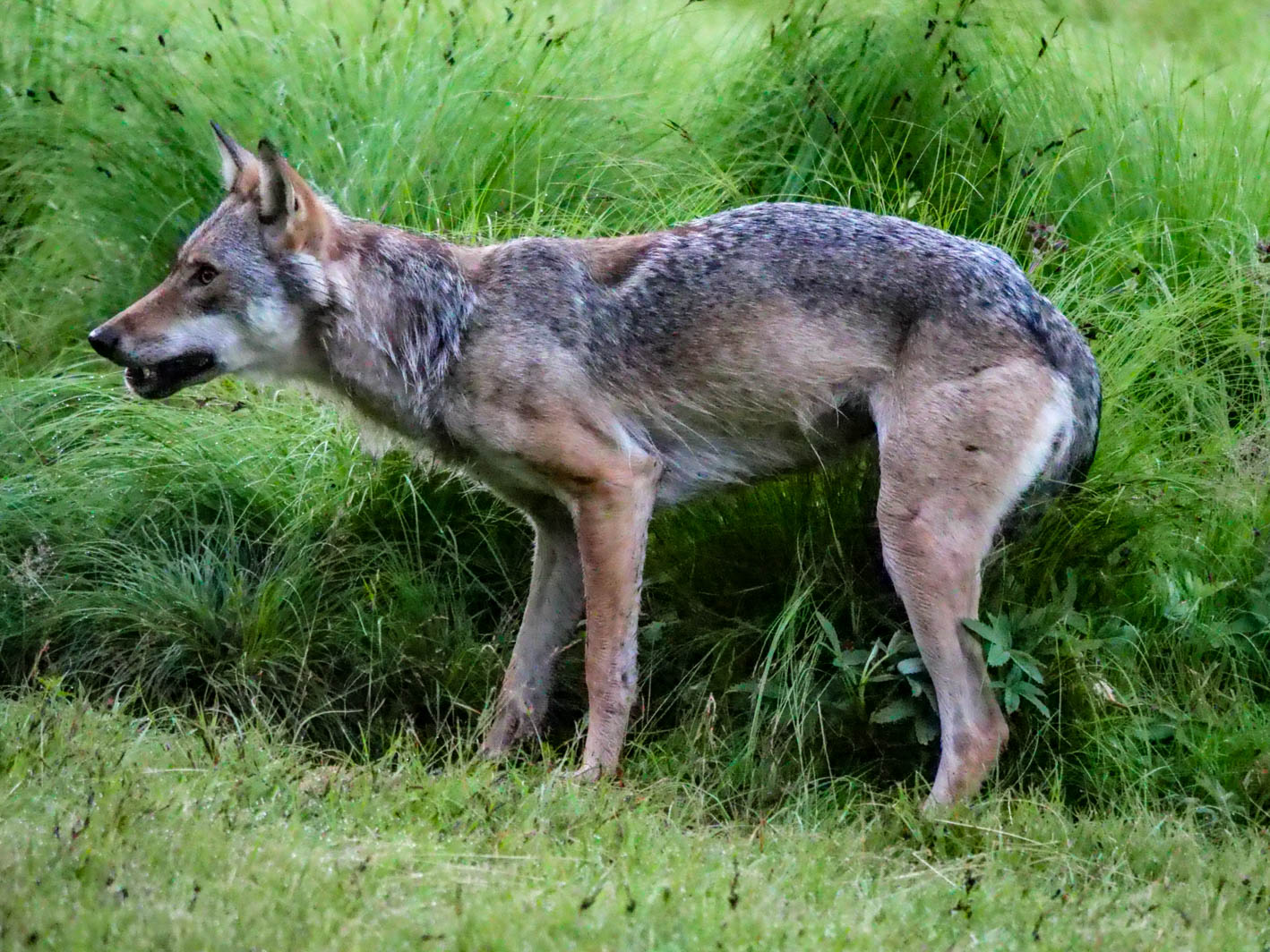 EräEero Wildlife Observation