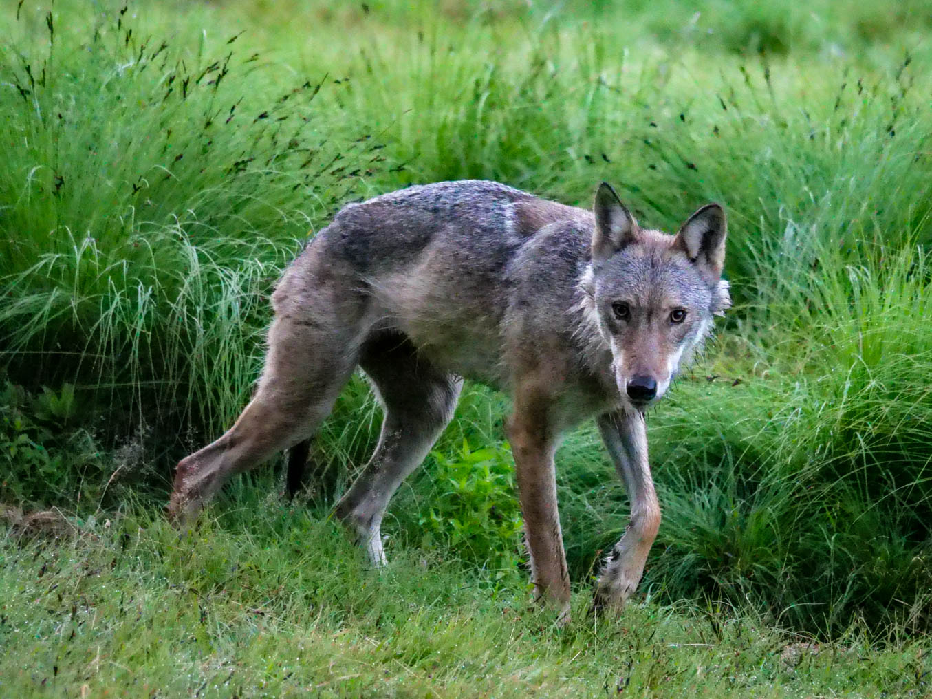 EräEero Wildlife Observation