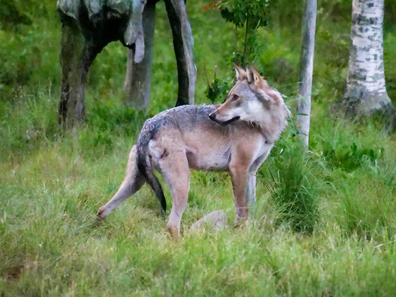 EräEero Wildlife Observation