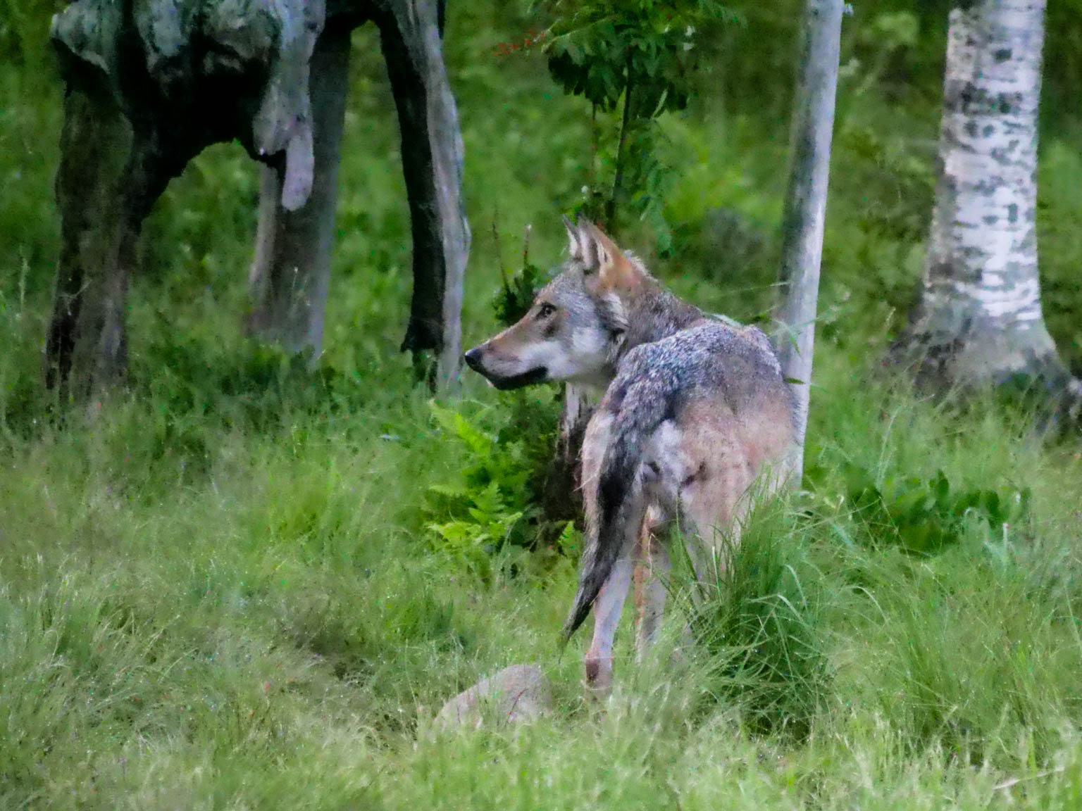 EräEero Wildlife Observation