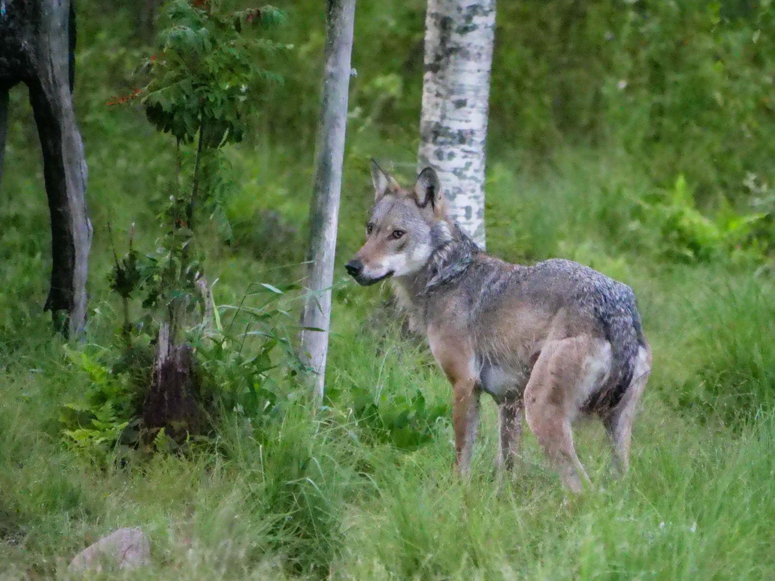 EräEero Wildlife Observation
