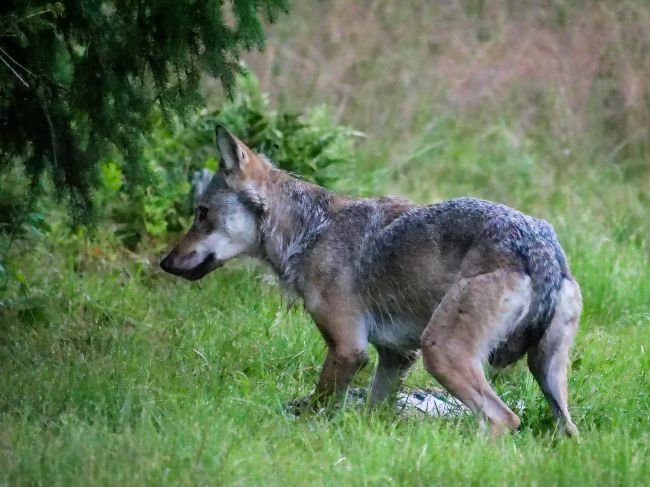 EräEero Wildlife Observation