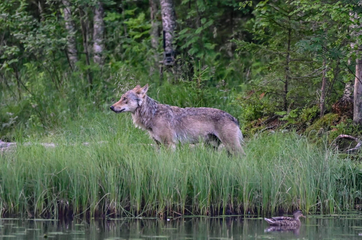 EräEero Wildlife Observation