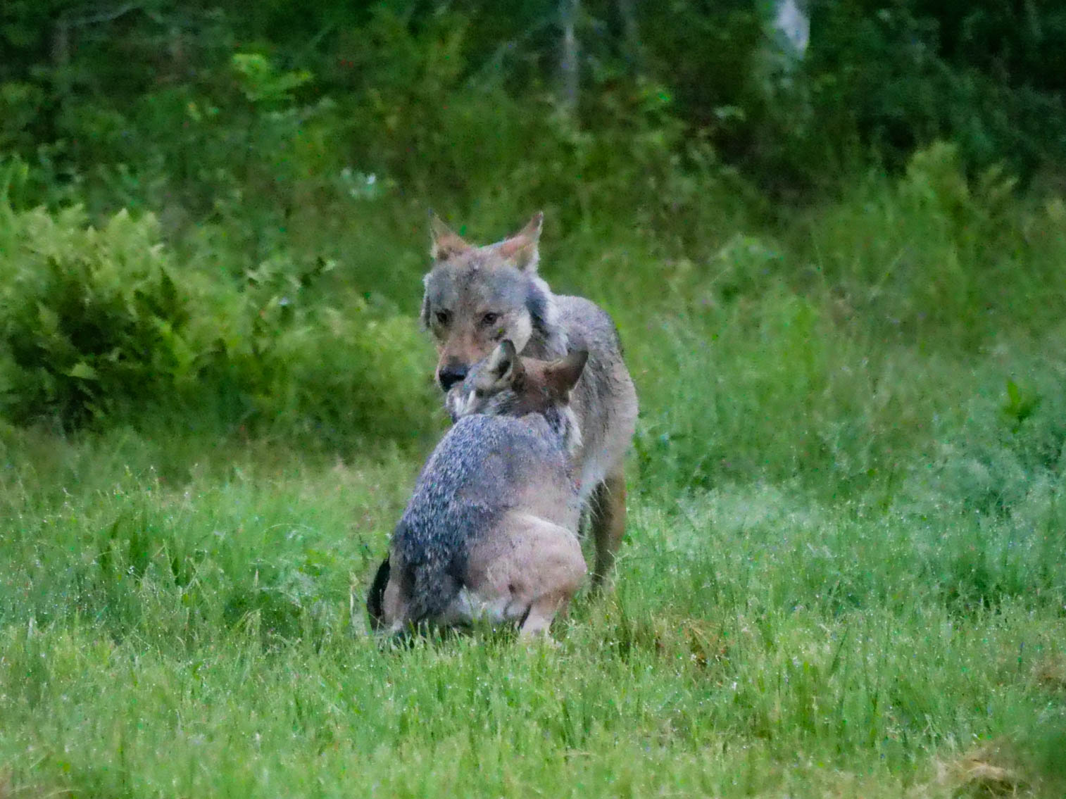 EräEero Wildlife Observation