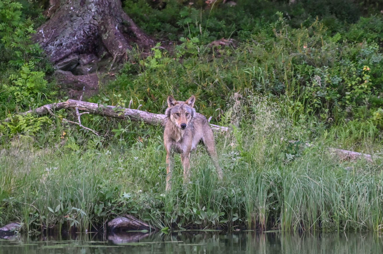 EräEero Wildlife Observation