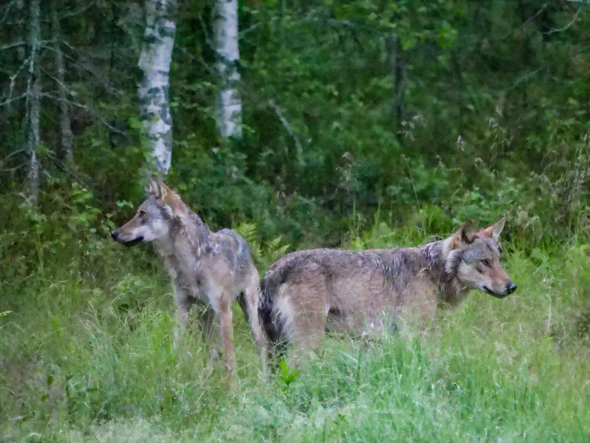 EräEero Wildlife Observation