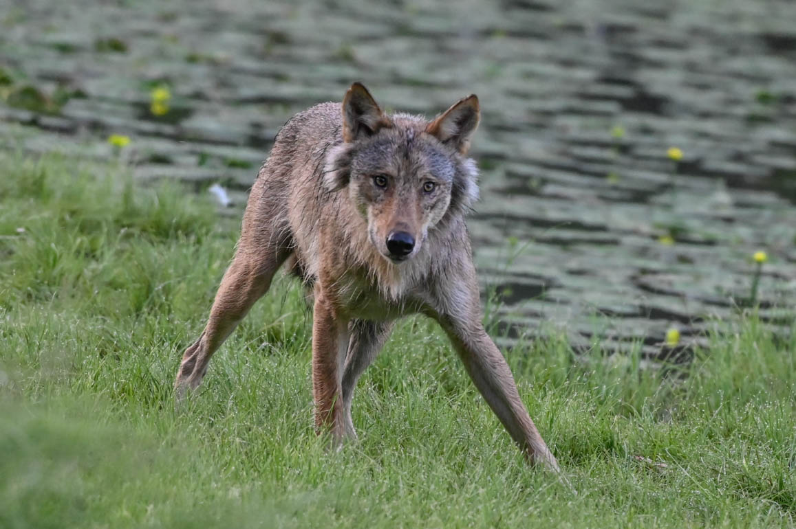 EräEero Wildlife Observation