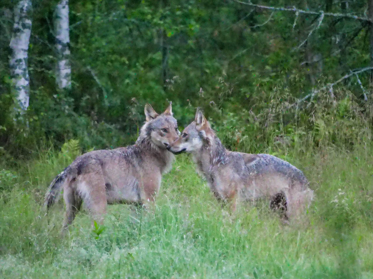 EräEero Wildlife Observation