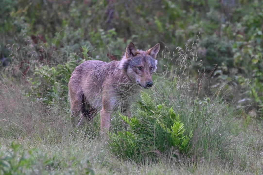 EräEero Wildlife Observation