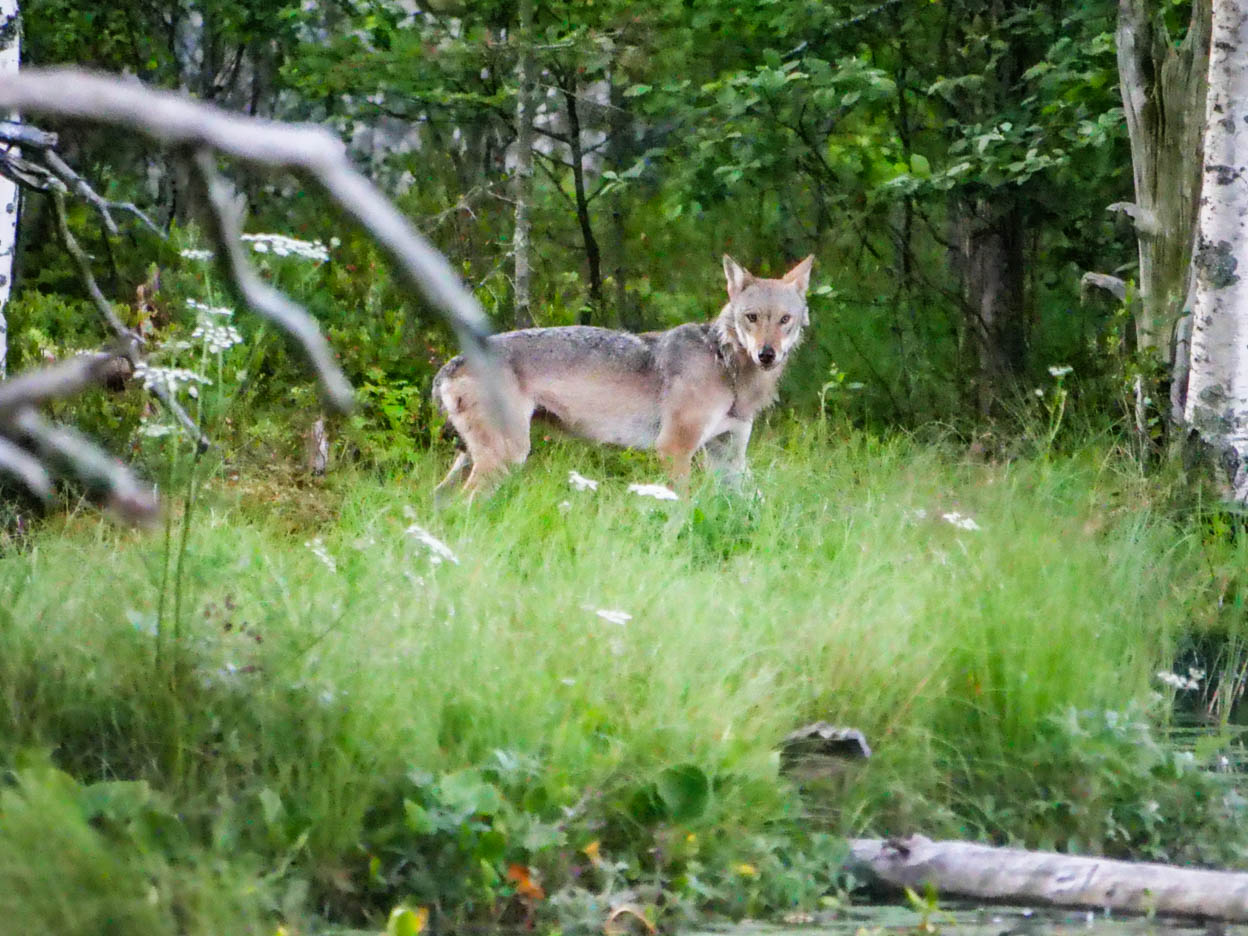 EräEero Wildlife Observation
