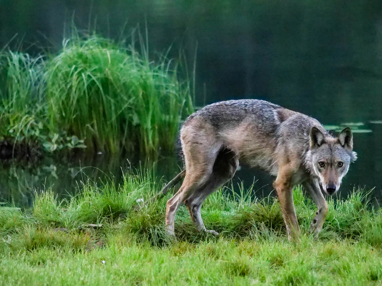 EräEero Wildlife Observation