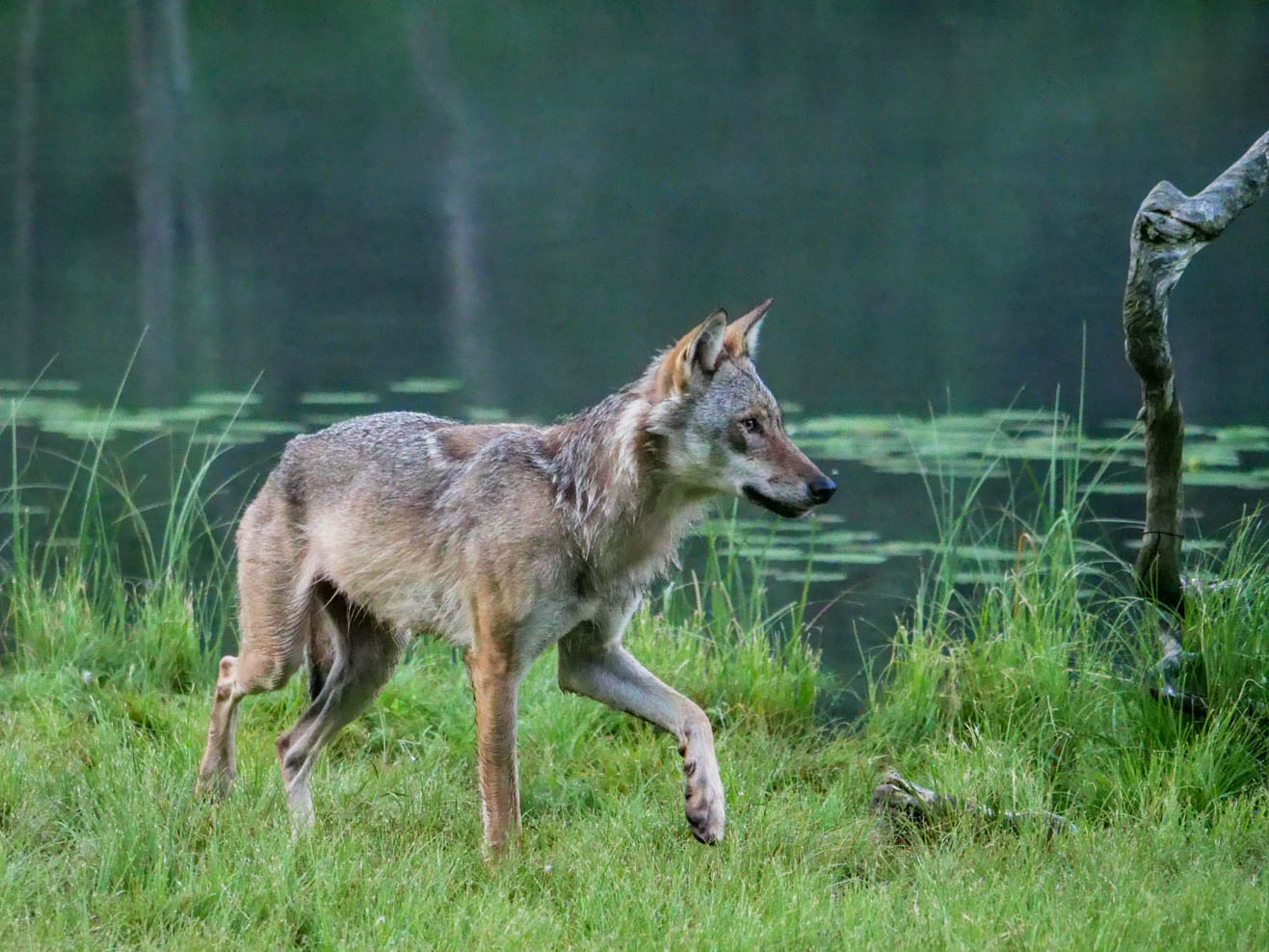 EräEero Wildlife Observation