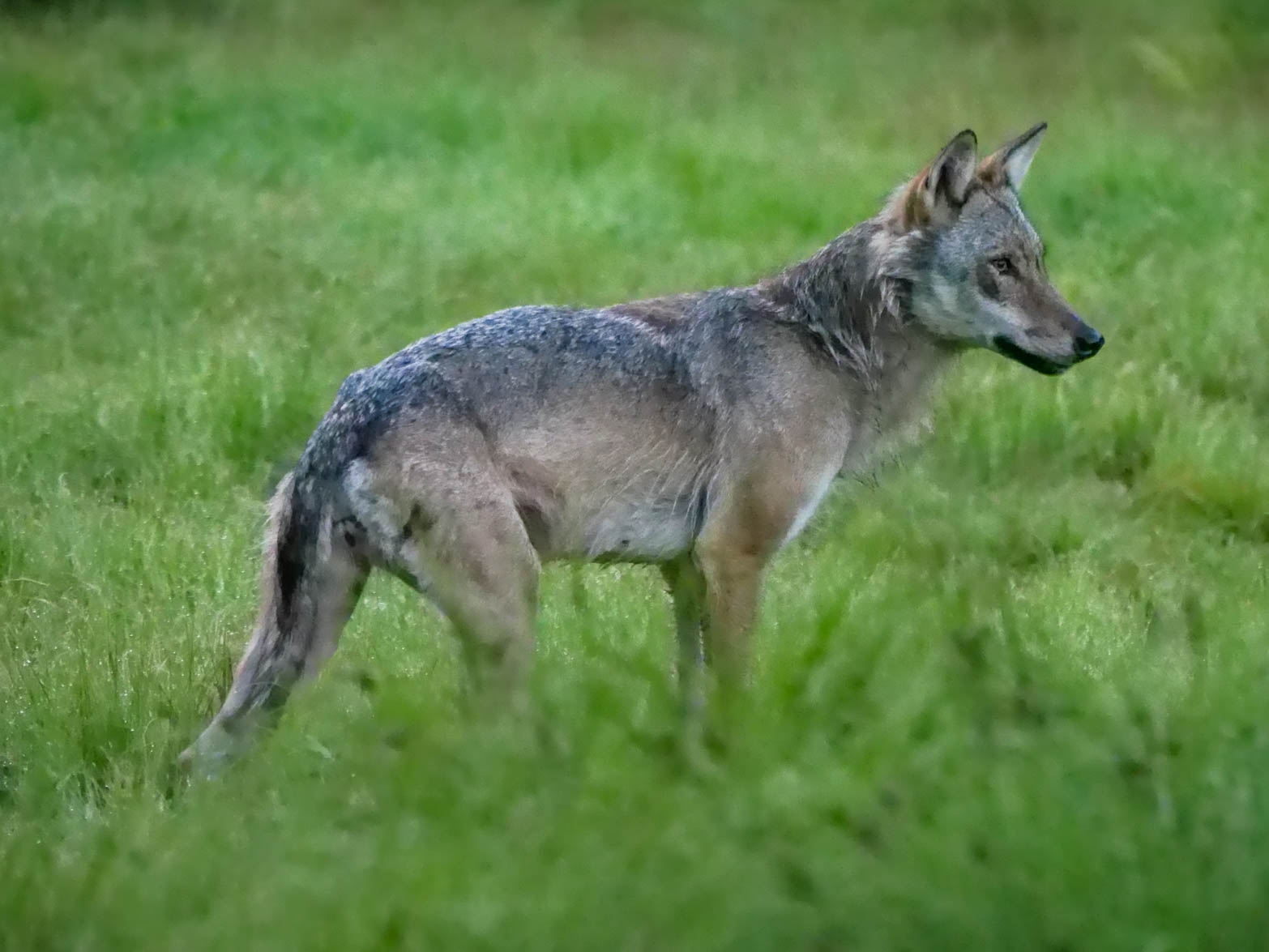 EräEero Wildlife Observation