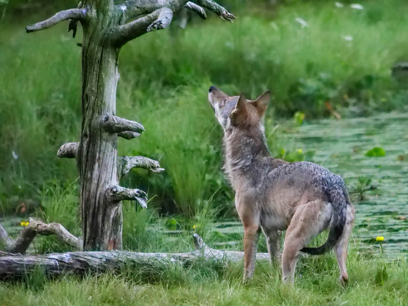 EräEero Wildlife Observation