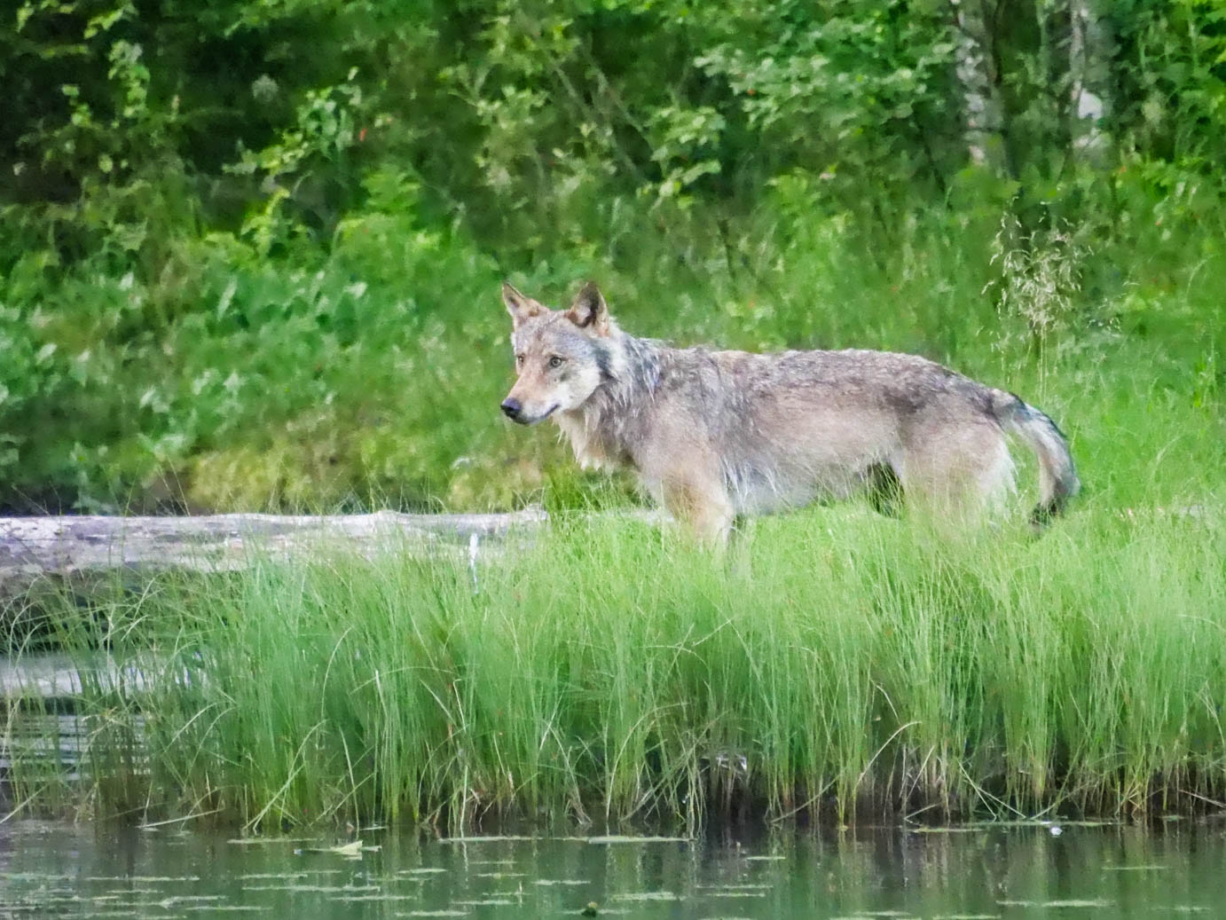 EräEero Wildlife Observation