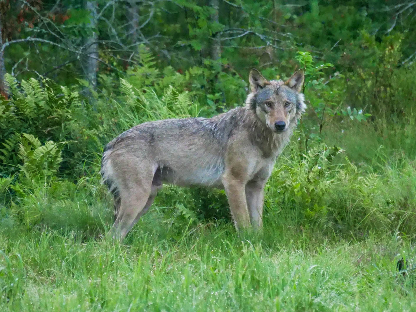 EräEero Wildlife Observation