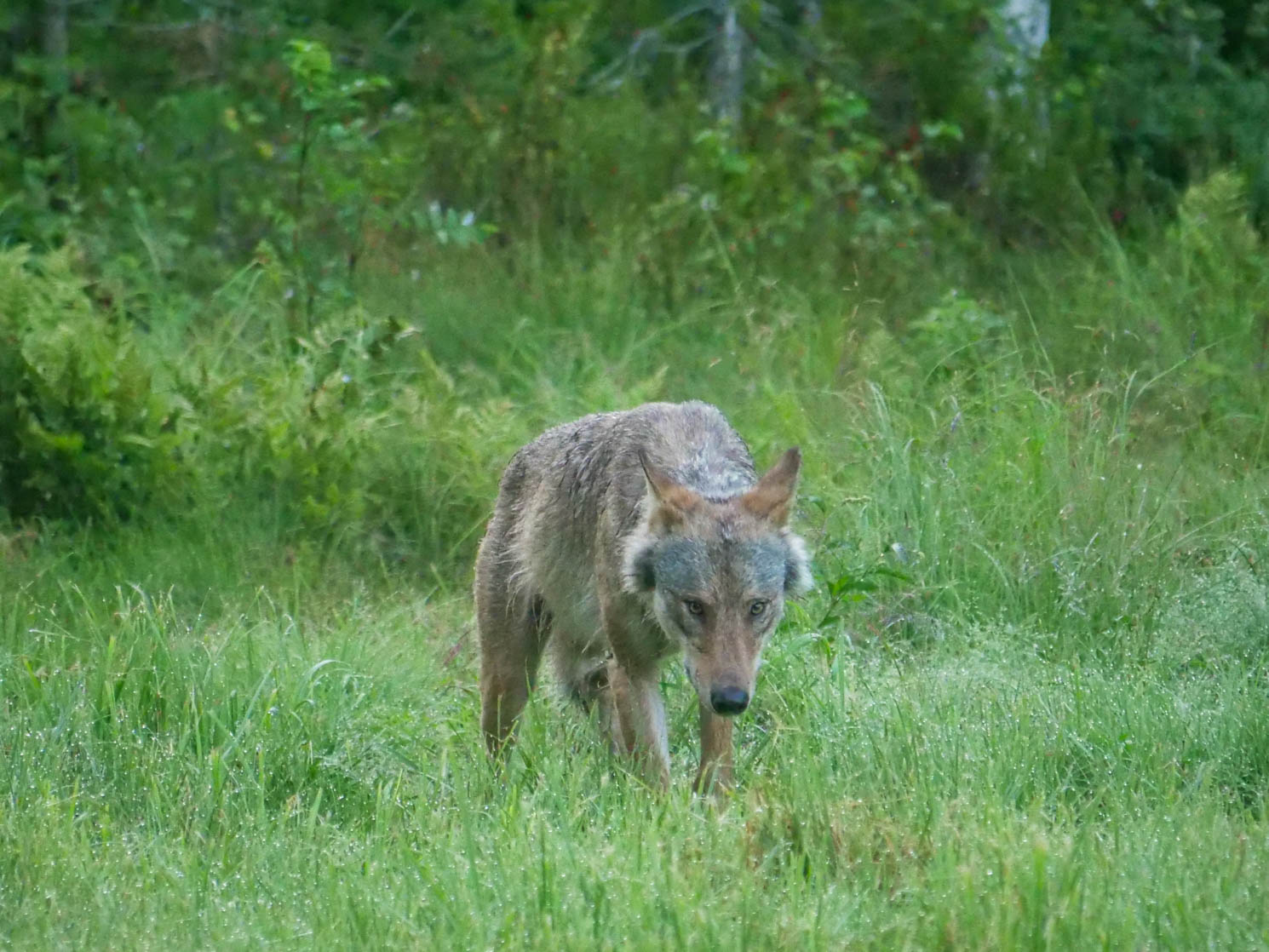 EräEero Wildlife Observation