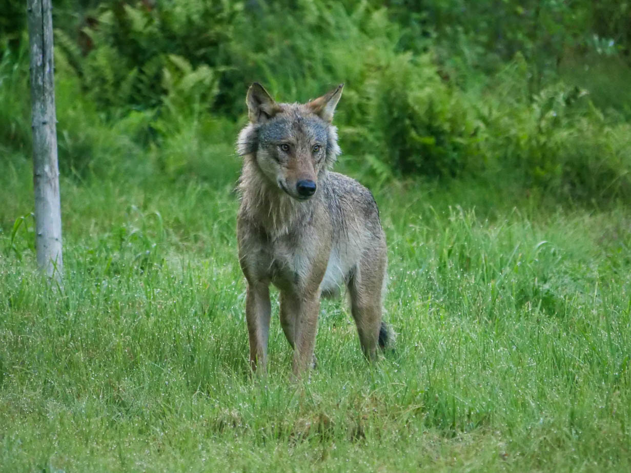EräEero Wildlife Observation
