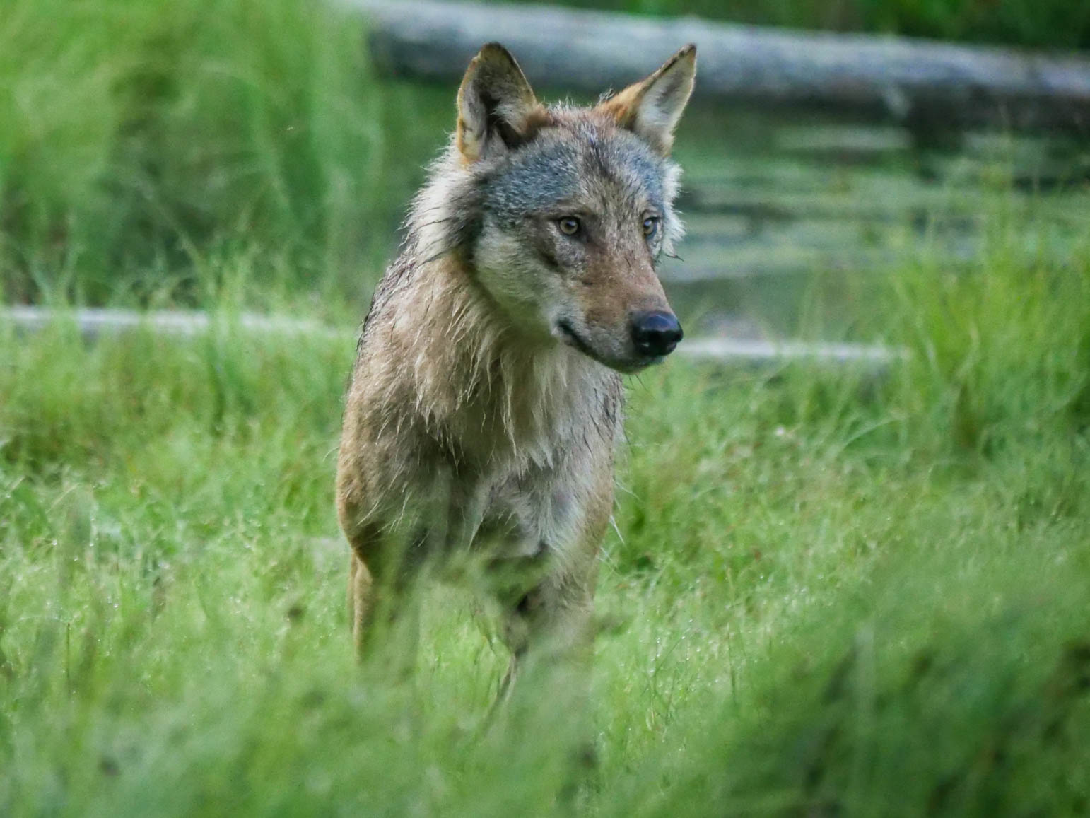 EräEero Wildlife Observation