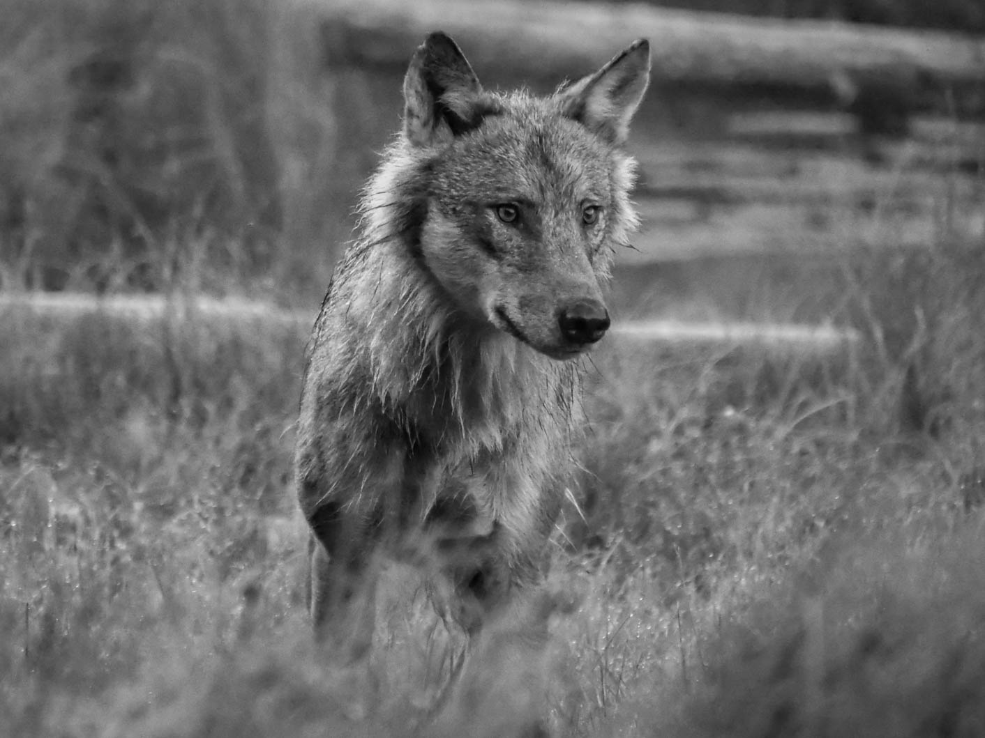 EräEero Wildlife Observation
