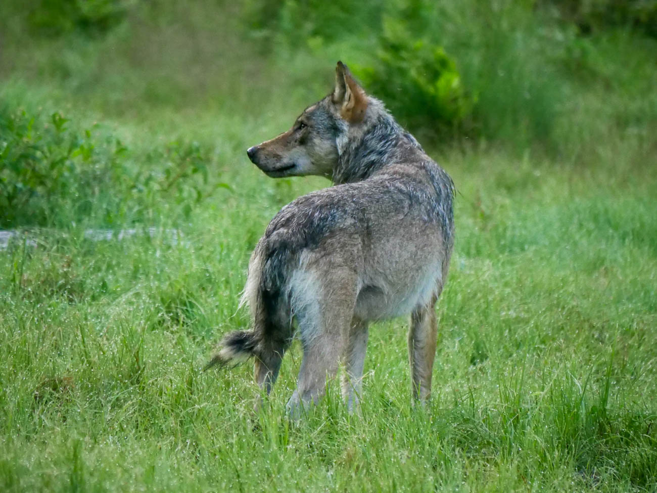 EräEero Wildlife Observation