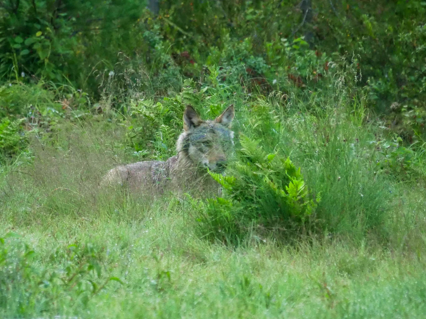 EräEero Wildlife Observation