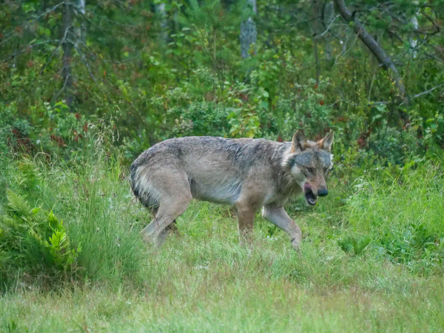 EräEero Wildlife Observation