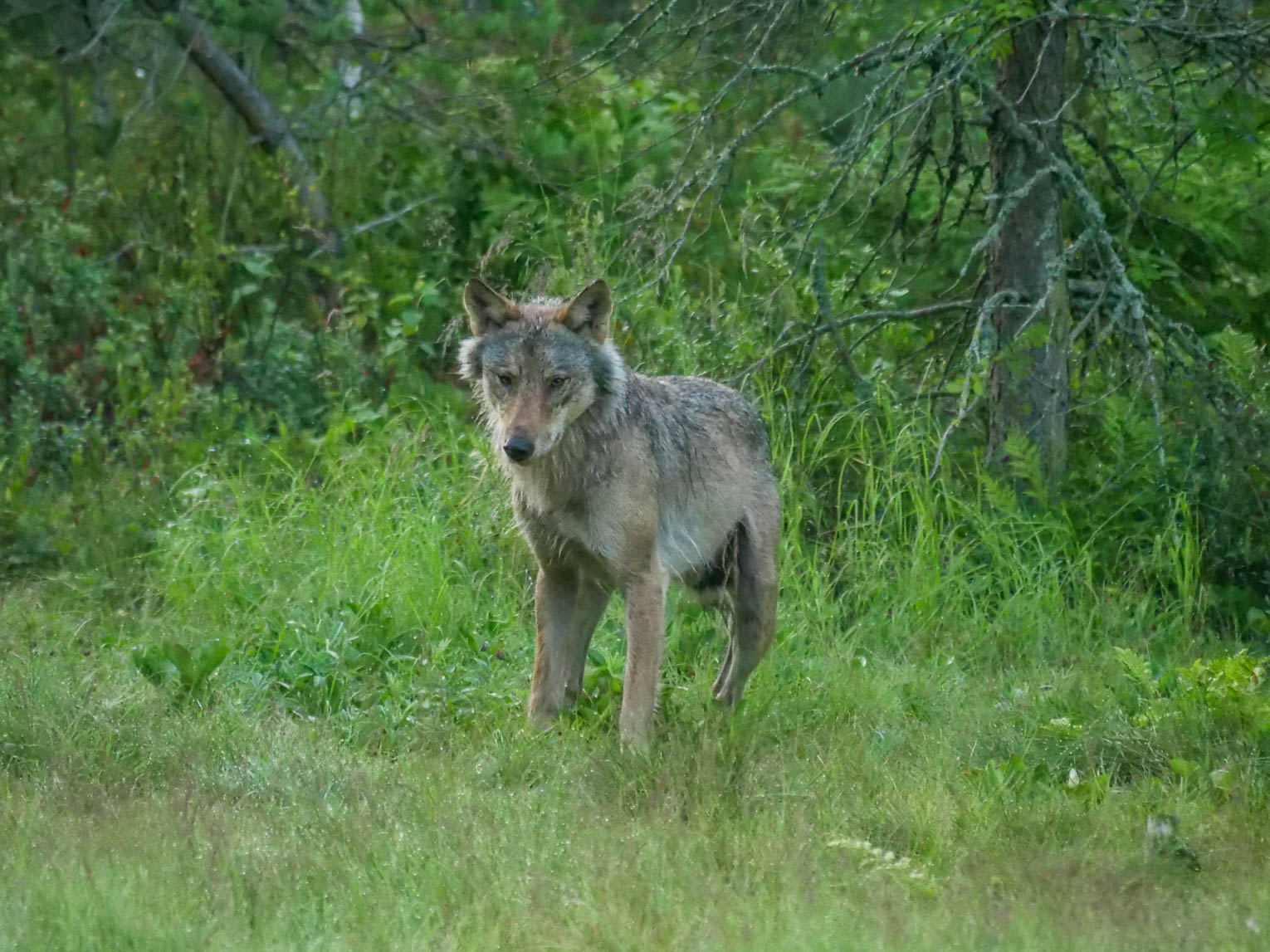 EräEero Wildlife Observation