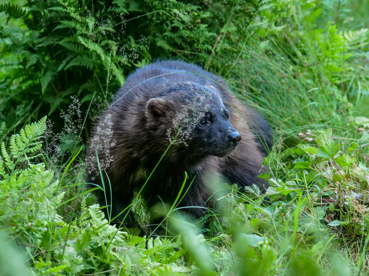 EräEero Wildlife Observation