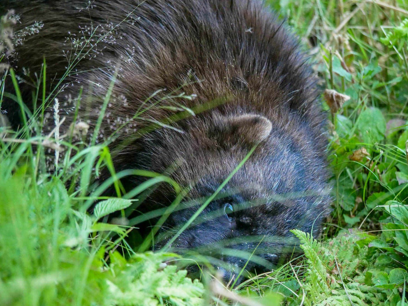 EräEero Wildlife Observation