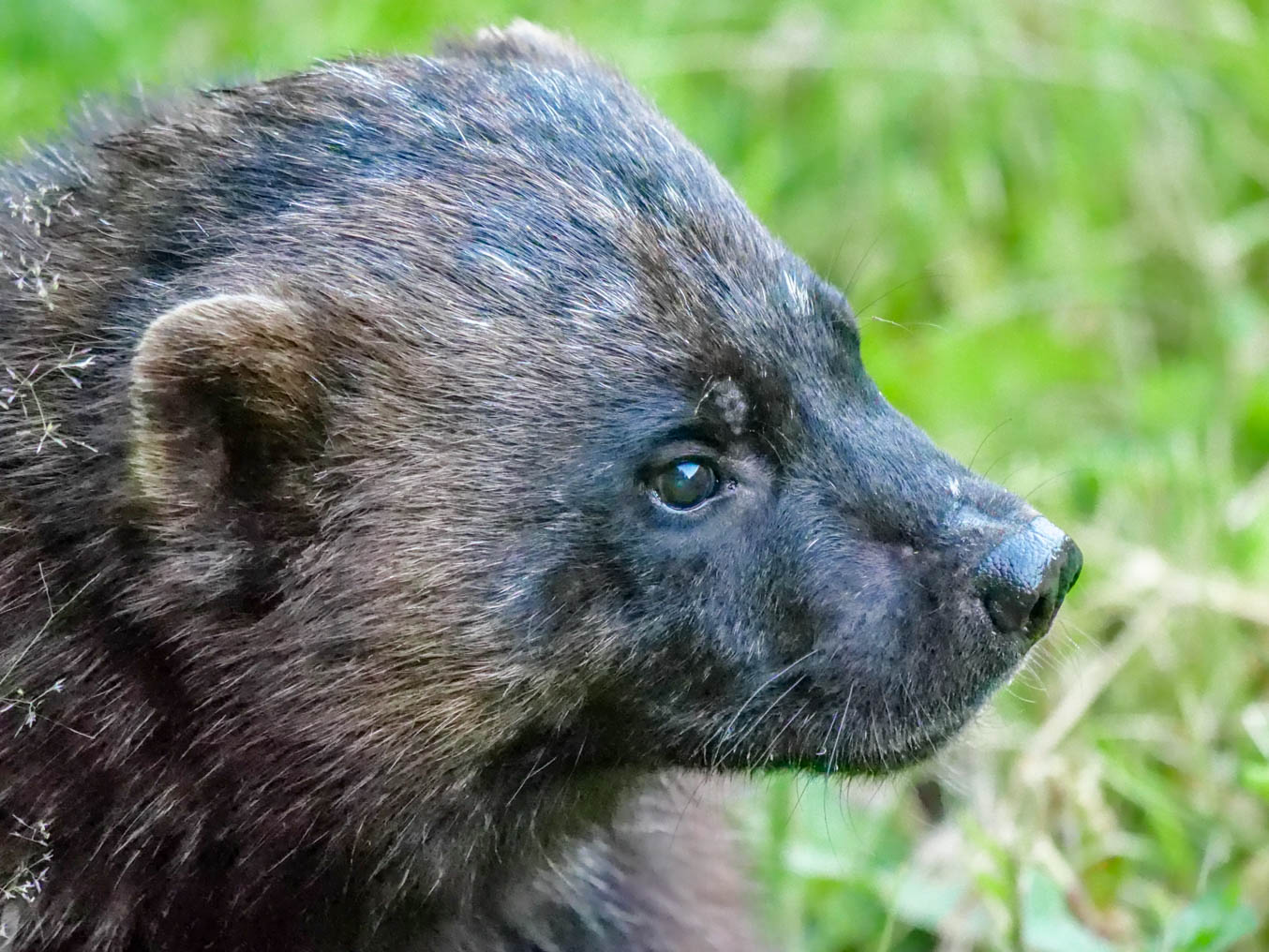 EräEero Wildlife Observation