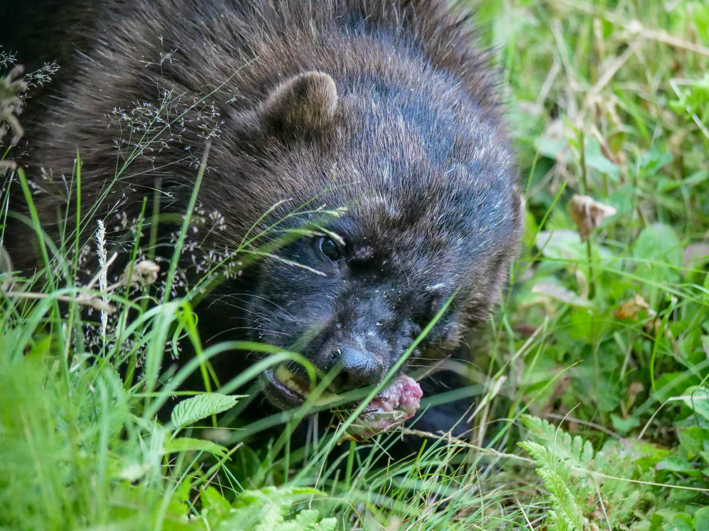 EräEero Wildlife Observation